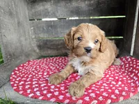 Rose, a female Cavapoo for sale in Goshen, IN – 2 of 6