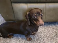 Martina, a female Miniature Dachshund for sale in Goshen, IN – Photo 2 of 4