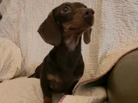 Martina, a female Miniature Dachshund for sale in Goshen, IN – Photo 3 of 4