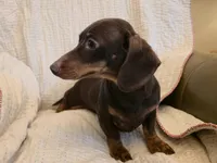 Martina, a female Miniature Dachshund for sale in Goshen, IN – Photo 4 of 4