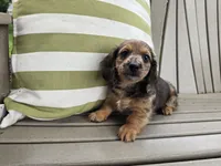 Affogato, a male Miniature Dachshund for sale in Goshen, IN – 4 of 6