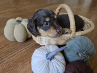 Gilbert, a male Miniature Dachshund for sale in Goshen, IN – 3 of 6