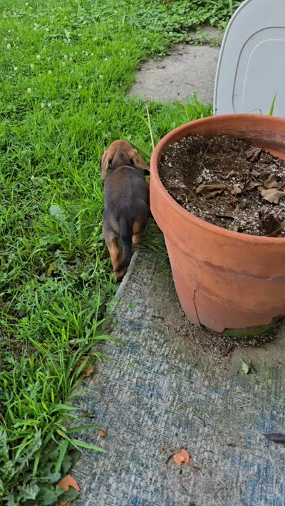 Cortado, a male Miniature Dachshund for sale in Goshen, IN – 5 of 5