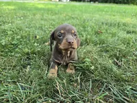 Mocha, a female Miniature Dachshund for sale in Goshen, IN – 3 of 5