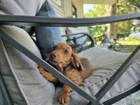 Dalgona, a male Miniature Dachshund for sale in Goshen, IN – 4 of 6