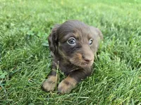 Fudge, a female Miniature Dachshund for sale in Goshen, IN – 2 of 6