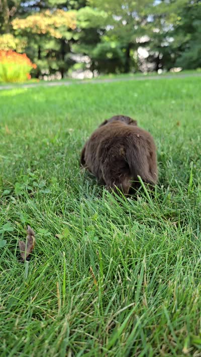 Truffle, a female Miniature Dachshund for sale in Goshen, IN – 5 of 5