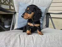 Zelda, a female Miniature Dachshund for sale in Goshen, IN – 5 of 6