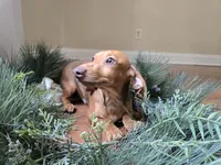 Dalgona, a male Miniature Dachshund for sale in Goshen, IN – 5 of 6