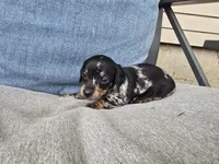 Espresso, a female Miniature Dachshund for sale in Goshen, IN – 5 of 5