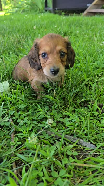 Deacon, a male Miniature Dachshund for sale in Goshen, IN – 7 of 7