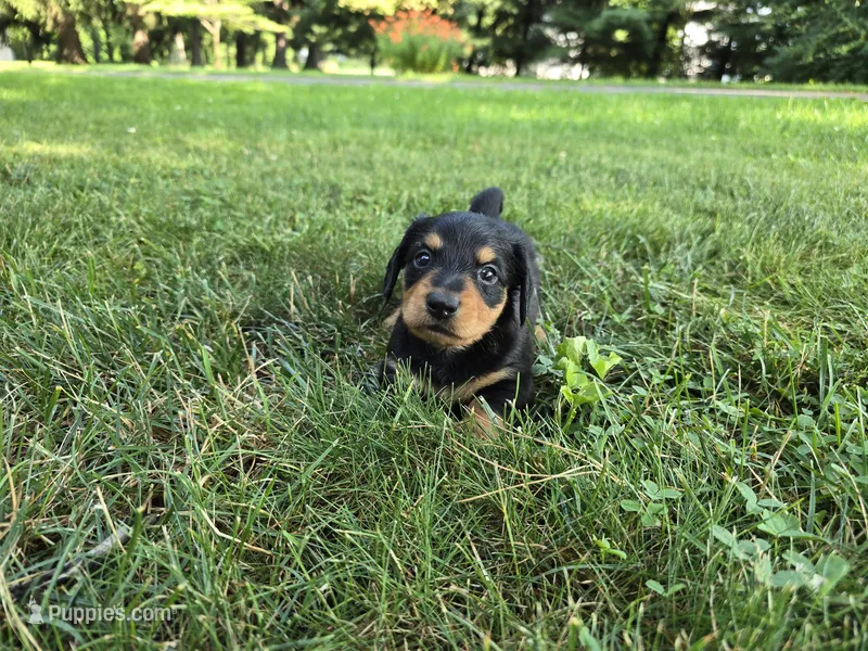 Zelda – Miniature Dachshund puppy for sale in Goshen, IN