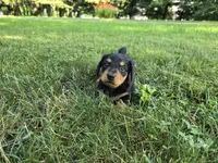 Zelda, a male Miniature Dachshund for sale in Goshen, IN – 1 of 5