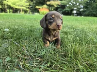 Hershey, a male Miniature Dachshund for sale in Goshen, IN – 1 of 5
