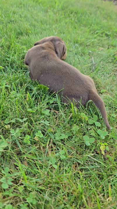 Mocha, a female Miniature Dachshund for sale in Goshen, IN – 5 of 5