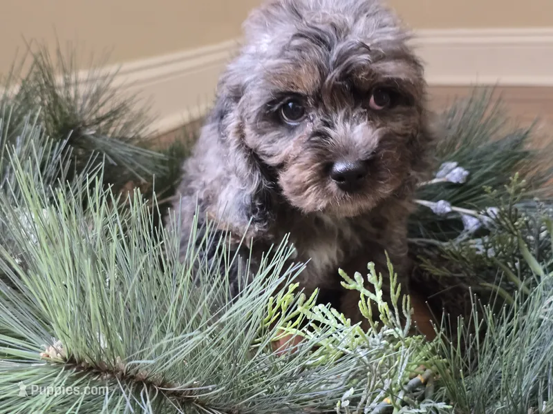 Lilac – Cavapoo puppy for sale in Goshen, IN
