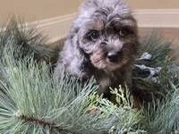 Lilac, a female Cavapoo for sale in Goshen, IN – 1 of 5