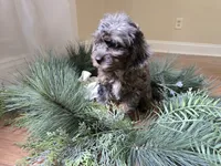 Lilac, a female Cavapoo for sale in Goshen, IN – 2 of 5