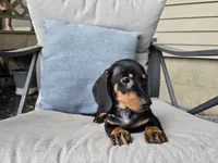 Zane, a male Miniature Dachshund for sale in Goshen, IN – 5 of 6