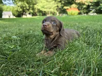 Fudge, a female Miniature Dachshund for sale in Goshen, IN – 4 of 6
