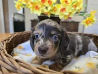 Bean, a male Miniature Dachshund for sale in Goshen, IN – Photo 4 of 7