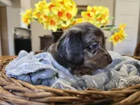 Bean, a male Miniature Dachshund for sale in Goshen, IN – Photo 6 of 7