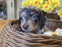 Bean, a male Miniature Dachshund for sale in Goshen, IN – Photo 2 of 7