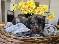 Bean, a male Miniature Dachshund for sale in Goshen, IN – Photo 5 of 7