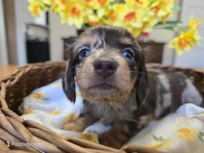 Bean – Miniature Dachshund puppy for sale in Goshen, IN