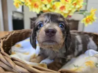 Bean, a male Miniature Dachshund for sale in Goshen, IN – Photo 1 of 7