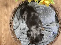 Bean, a male Miniature Dachshund for sale in Goshen, IN – Photo 7 of 7