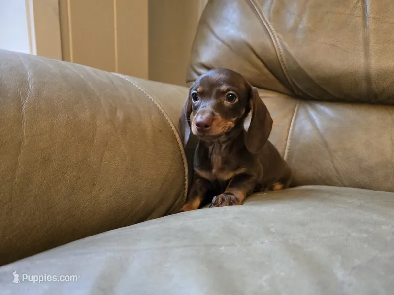 Cocoa – Miniature Dachshund puppy for sale in Goshen, IN