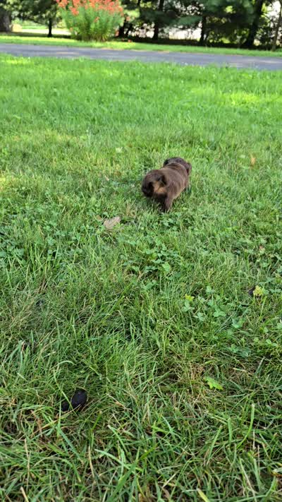 Zuri, a male Miniature Dachshund for sale in Goshen, IN – 5 of 5