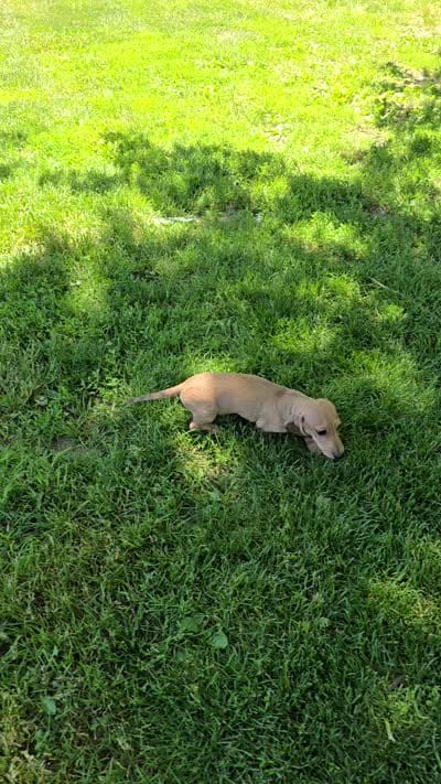 Whiskey, a male Miniature Dachshund for sale in Goshen, IN – 6 of 6