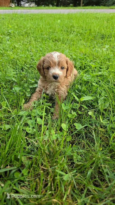 Rose – Cavapoo puppy for sale in Goshen, IN