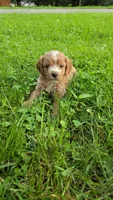 Rose, a female Cavapoo for sale in Goshen, IN – 1 of 6