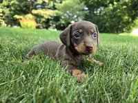 Cocoa, a female Miniature Dachshund for sale in Goshen, IN – 4 of 5