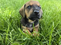 Cortado, a male Miniature Dachshund for sale in Goshen, IN – 2 of 6