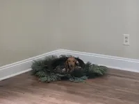 Dalgona, a male Miniature Dachshund for sale in Goshen, IN – 2 of 6