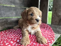 Rose, a female Cavapoo for sale in Goshen, IN – 5 of 6