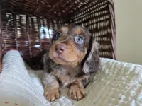 Douggie, a male Miniature Dachshund for sale in Goshen, IN – 2 of 5