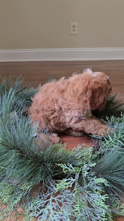 Rose, a female Cavapoo for sale in Goshen, IN – 7 of 7