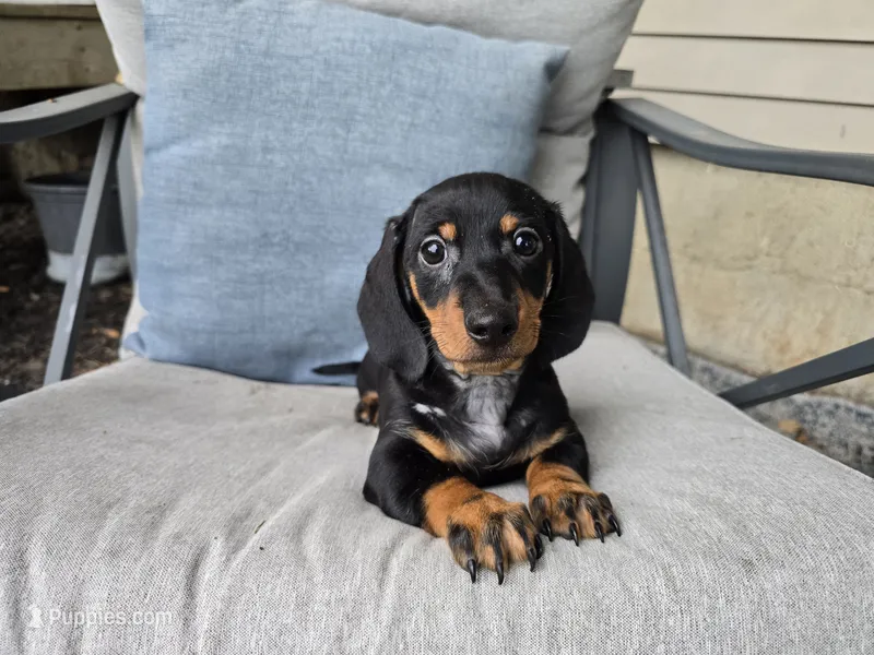 Zane – Miniature Dachshund puppy for sale in Goshen, IN