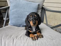 Zane, a male Miniature Dachshund for sale in Goshen, IN – 1 of 6