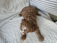 Peach, a male Cavapoo for sale in Goshen, IN – Photo 3 of 4