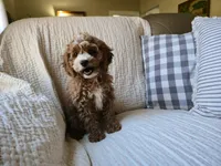 Peach, a female Cavapoo for sale in Goshen, IN – Photo 2 of 5