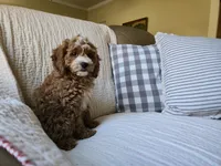 Peach, a female Cavapoo for sale in Goshen, IN – Photo 5 of 5