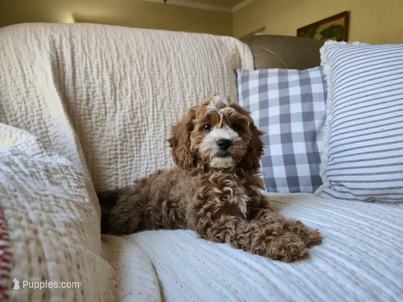 Peach – Cavapoo puppy for sale in Goshen, IN