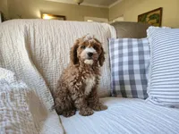 Peach, a female Cavapoo for sale in Goshen, IN – Photo 4 of 5