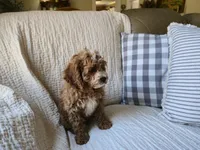 Peach, a female Cavapoo for sale in Goshen, IN – Photo 3 of 5